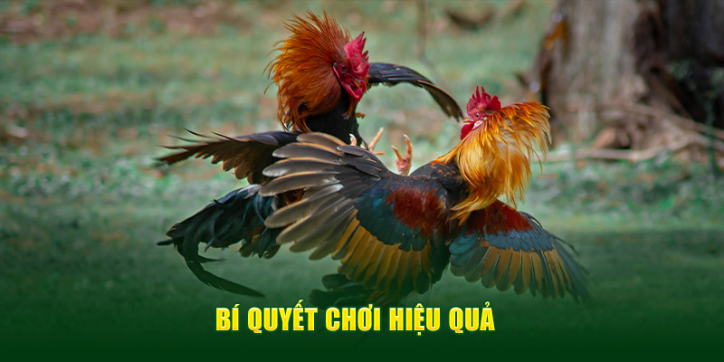 Ảnh: Bí quyết chơi hiệu quả