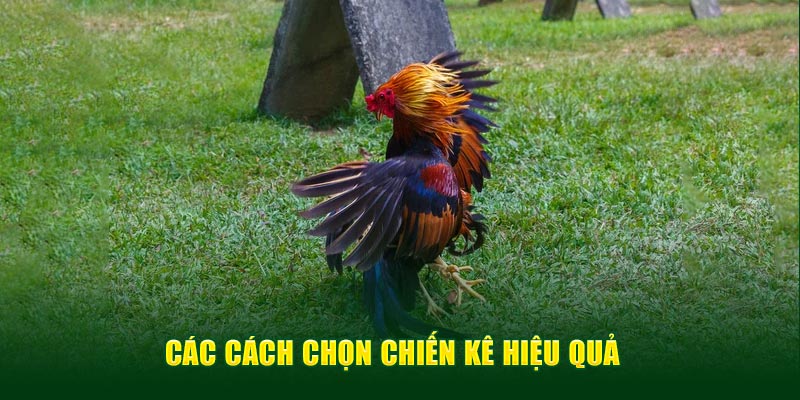 Ảnh: Các cách chọn chiến kê hiệu quả