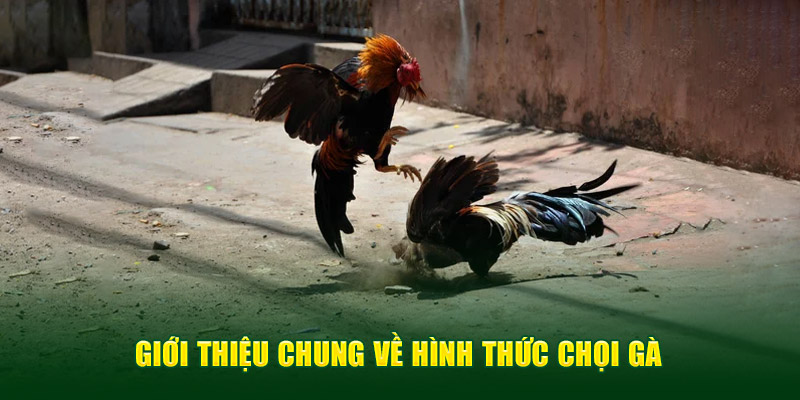 Ảnh: Giới thiệu chung về hình thức chọi gà