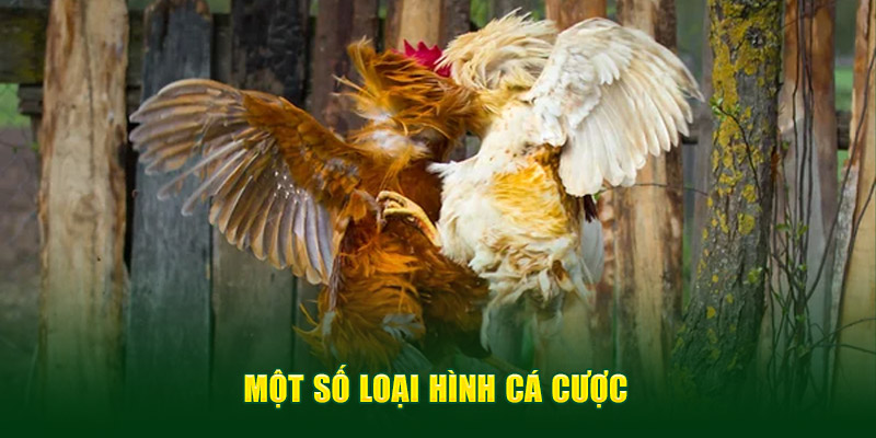 Ảnh: Một số loại hình cá cược